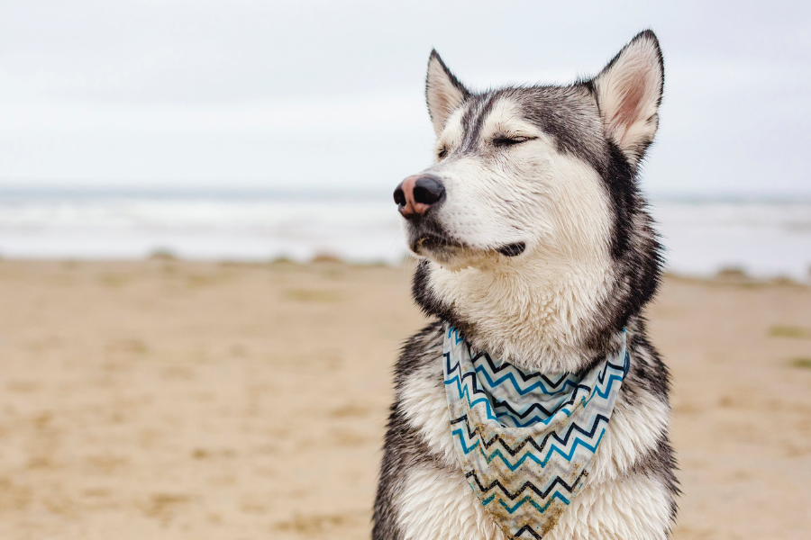 a dog with its eyes closed on the beach