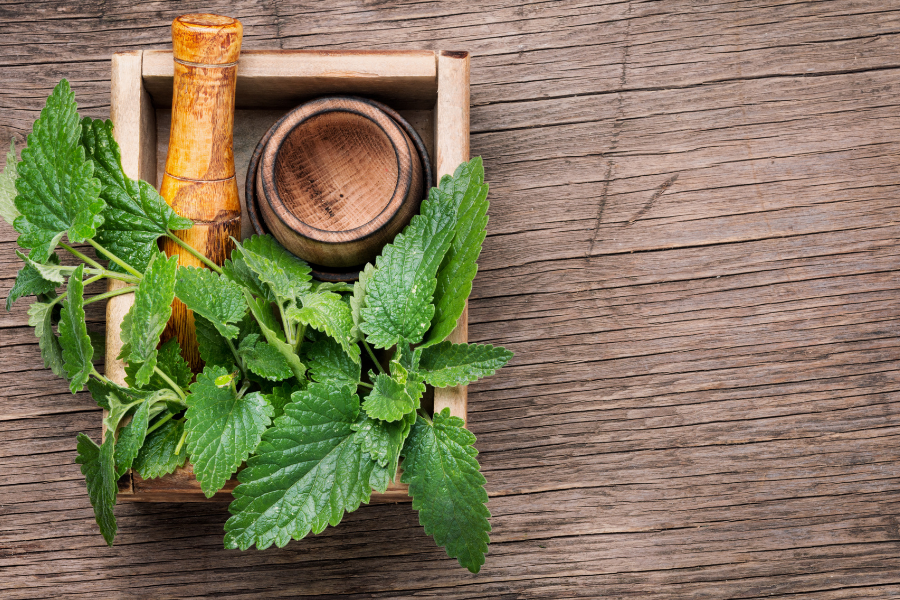 lemon balm leaves