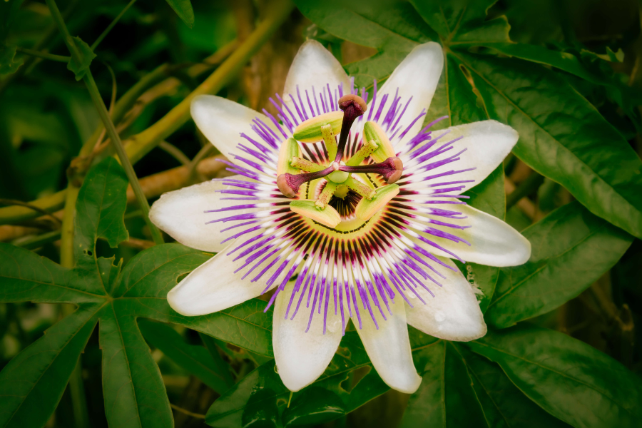 a purple and white passion flower
