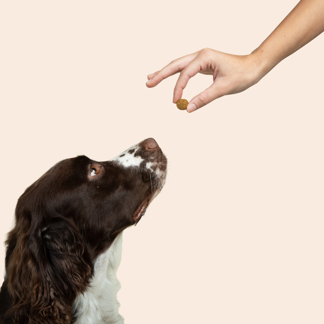 dog staring at a dog chew