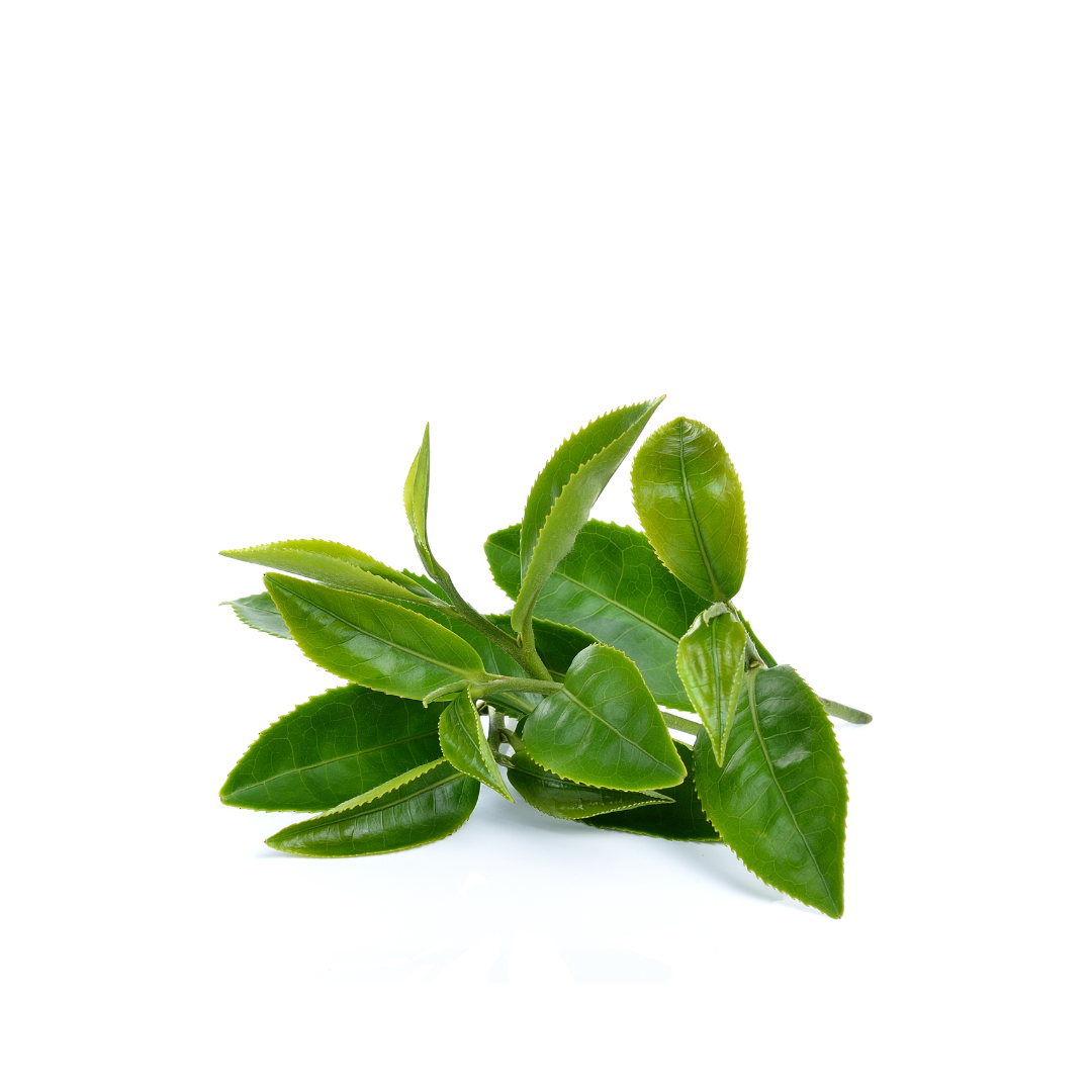 green tea leaves
