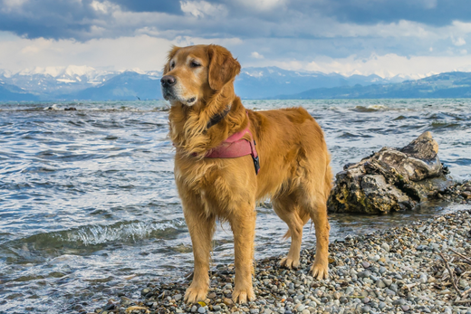 a golden retriever standing in front of a lake
