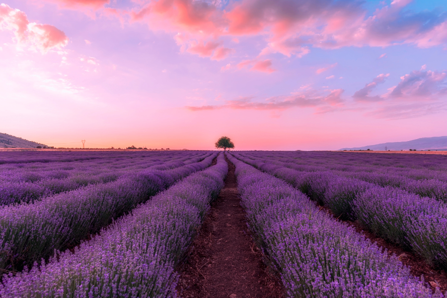 a field of lavender