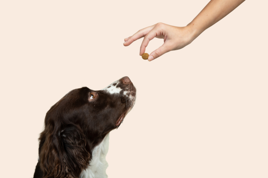 a person feeding a dog a treat